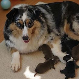 Lilly - Miniature Australian Shepherd