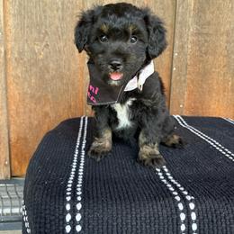 Baby - Black phantom female Aussiedoodle puppy in Eastland, Texas from H5 Mini Doodles