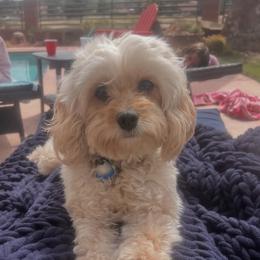 Rosie - Cavapoo