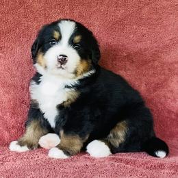 Lime Collar Female - Black rust and white female Bernese Mountain Dog puppy in Bristol, Tennessee from Holston Hollow Farm