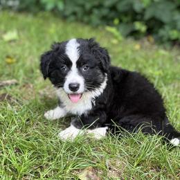 Ace-fluffy - Black and white male Cardigan Welsh Corgi puppy in Hope, Arkansas from Foxy Knoll Farm