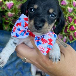 Black and cream piebald - Piebald female Dachshund puppy in Payette, Idaho from NT Mini Doxies