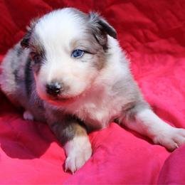 Zapps - Blue merle male Australian Shepherd puppy in Laurel, Mississippi from Reeves Australian Shepherds