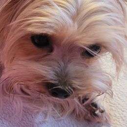 Yorkshire Terriers from Cali Rose Kennel