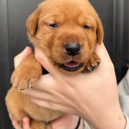 Eloise - Yellow female Labrador Retriever puppy in Great Falls, Montana from Yogo Point Kennels