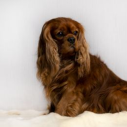 Cavalier King Charles Spaniel and Cavapoo Puppies from Moongate Cavaliers