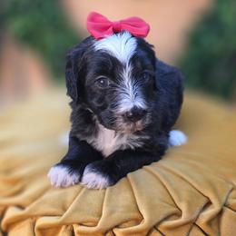 Colby - Black female Goldendoodle puppy in Decatur, Tennessee from Diamond's Doodles