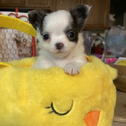 Nick - Blue and white male Chihuahua puppy in Red Bluff, California from Aye Chihuahua