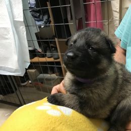 Girl 1 - German Shepherd puppy in Ostrander, Ohio from HVC Kennels-Home of Von Monray Elite German Shepherds