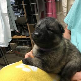 Girl 1 - German Shepherd puppy in Ostrander, Ohio from HVC Kennels-Home of Von Monray Elite German Shepherds