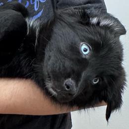 Soot Sprite - Black & white female Australian Shepherd puppy in Tucson, Arizona from TTTNT Aussies