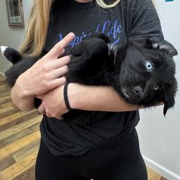 Soot Sprite - Black & white female Australian Shepherd puppy in Tucson, Arizona from TTTNT Aussies