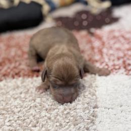 Oakley - Chocolate and tan male Dachshund puppy in Purdy, Missouri from Shotgun Pups