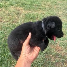 Black Collar Black Male - Black male German Shepherd puppy in Milan, Illinois from Stonewick German Shepherds