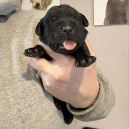 Mounjaro - Black male Labrador Retriever puppy in South Lyon, Michigan from Matoskah Meadows Labradors