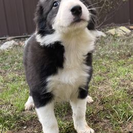 Border Collie Puppies from Rivendell Border Collies