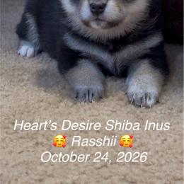 Rasshii (meaning, Lassie) - Black and tan female Shiba Inu puppy in Derby, Kansas from Heart’s Desire Shiba Inus