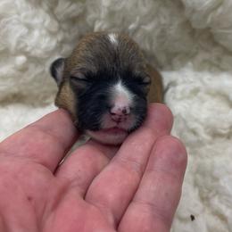 White boy - Red male Pembroke Welsh Corgi puppy in Adairsville, Georgia from R&R Corgis