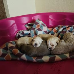 Shih Tzu Puppies from The Lion dog Shih Tzu