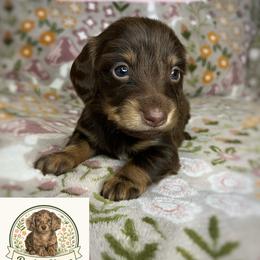 Willow - Chocolate and cream female Dachshund puppy in Beggs, Oklahoma from Parker House Dachshunds