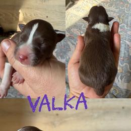 Valka - Red female Border Collie puppy in Sanger, California from Flying M Cactus Ranch Buddies