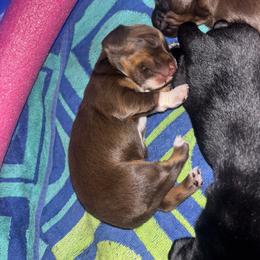 Dachshund Puppies from Doodle Bugs Doxies