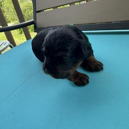 Mo - Black and tan male Cavapoo puppy in St. Louis, Missouri from Sweet Snuggles Cavapoos