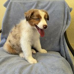 Australian Shepherd Puppies from Al Sira Australian Shepherds