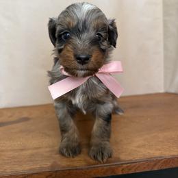 Sugar - Blue merle female Aussiedoodle puppy in Eastland, Texas from H5 Mini Doodles