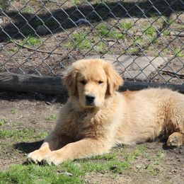 Golden Retriever Puppies from OPK Goldens