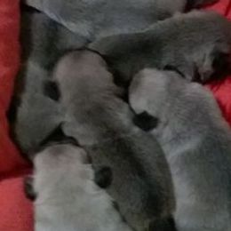 Pugs from Sunset Farms