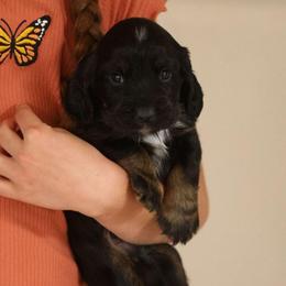 Lucky - Black and tan male English Cocker Spaniel puppy in New Mexico from HighBrassGunDogs