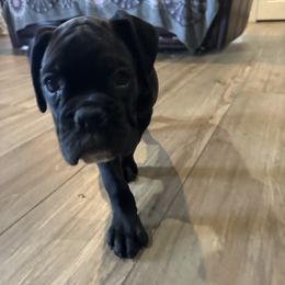 Boxer Puppies from A&B Euro Boxers, LLC