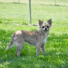 Willow - Chihuahua