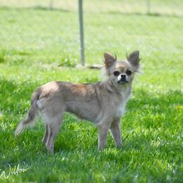 Willow - Chihuahua