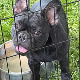 Legacy - Brindle female French Bulldog puppy in Chicopee, Massachusetts from Wynning Frenchies