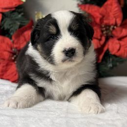 Beebop - Black tri-color female Australian Shepherd puppy in Touchet, Washington from Northwest Rainbow Aussies and Golden Retrievers