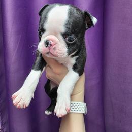 Beau (read description) - Black and white male Boston Terrier puppy in Denver, Colorado from Diamonds In The Ruff Boston Terriers