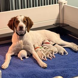 Girl 4 - White and orange female Brittany puppy in Northbrook, Illinois from Endellion Brittany’s