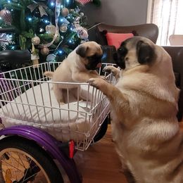 Pugs from GEORGIA.PUGS