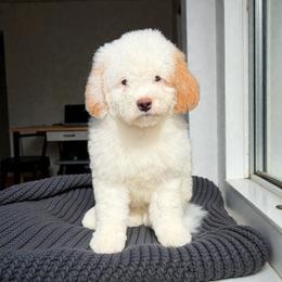 Bear - Red male Bernedoodle puppy in Tucson, Arizona from Adored Poodle & Doodles