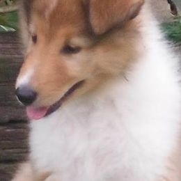 Collies from Country Haven Collies