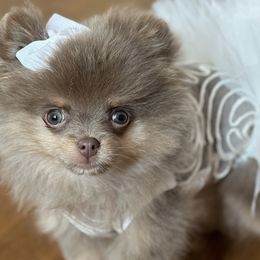Pomeranians from Poms On The Lake