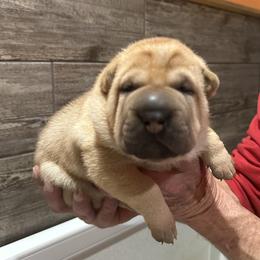 Chinese Shar-Pei Puppies from Blackwitch Farms