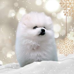 Pomeranian Puppies from Kouture Pomeranians