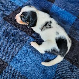 Freckle - Piebald male Dachshund puppy in Opelika, Alabama from Dachshund Darlins
