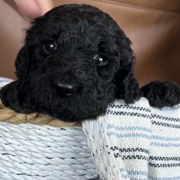 Clove - Blue Poodle puppy in Texas from Pine Hill Standard Poodles
