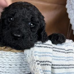 Clove - Blue Poodle puppy in Texas from Pine Hill Standard Poodles