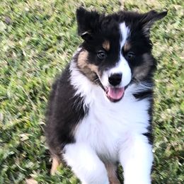 Australian Shepherd Puppies from Point Break