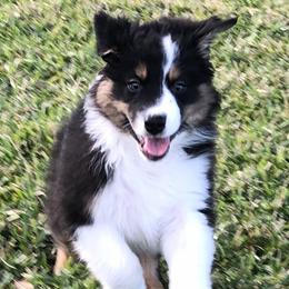 Australian Shepherd Puppies from Point Break